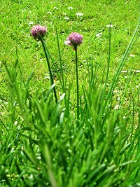 Contact. Chives St Andrews colour edited